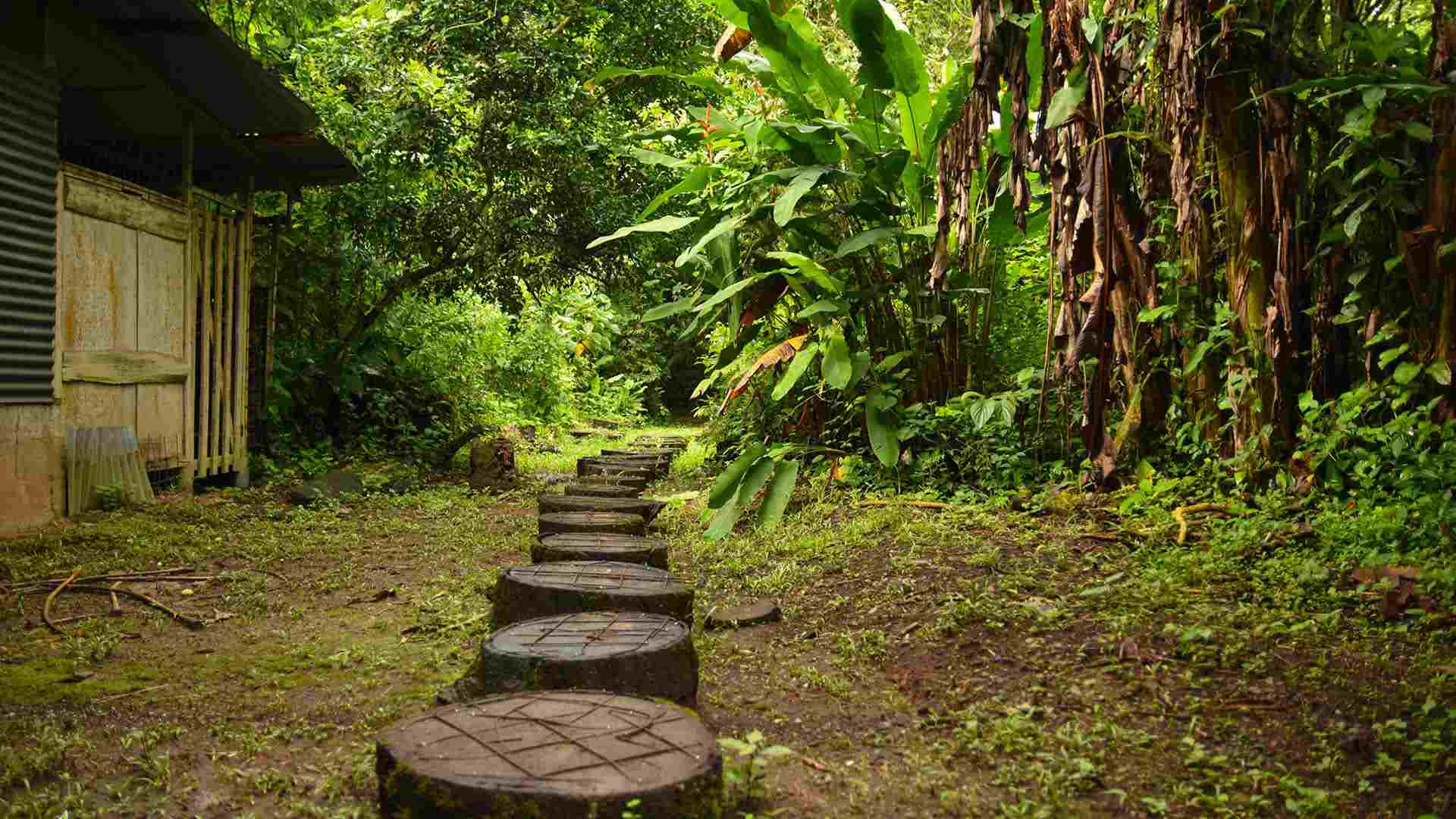 Chilamate Rainforest Ecolodge Retreat - chemin tronc chemin de forêt balisé par des troncs coupés sur le sol