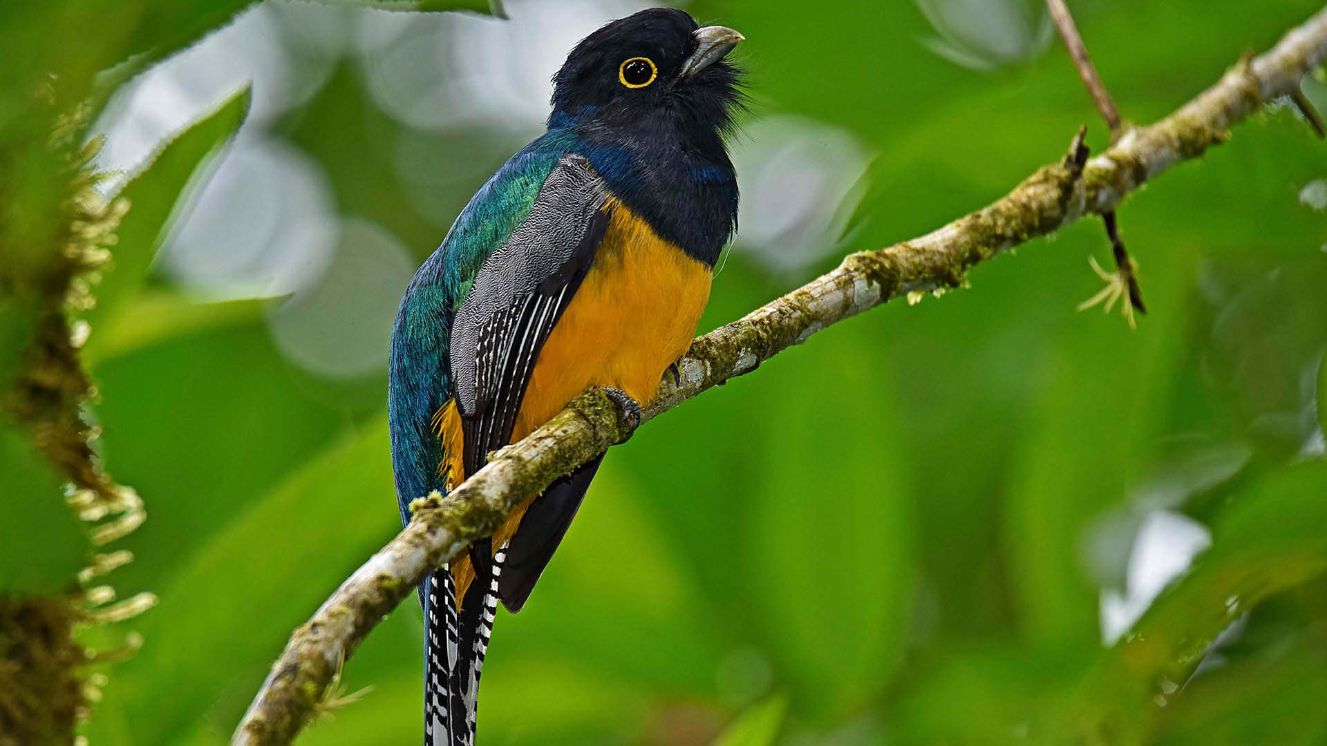 Chilamate Rainforest Ecolodge Retreat - trogon trogon à ventre jaune sur sa branche
