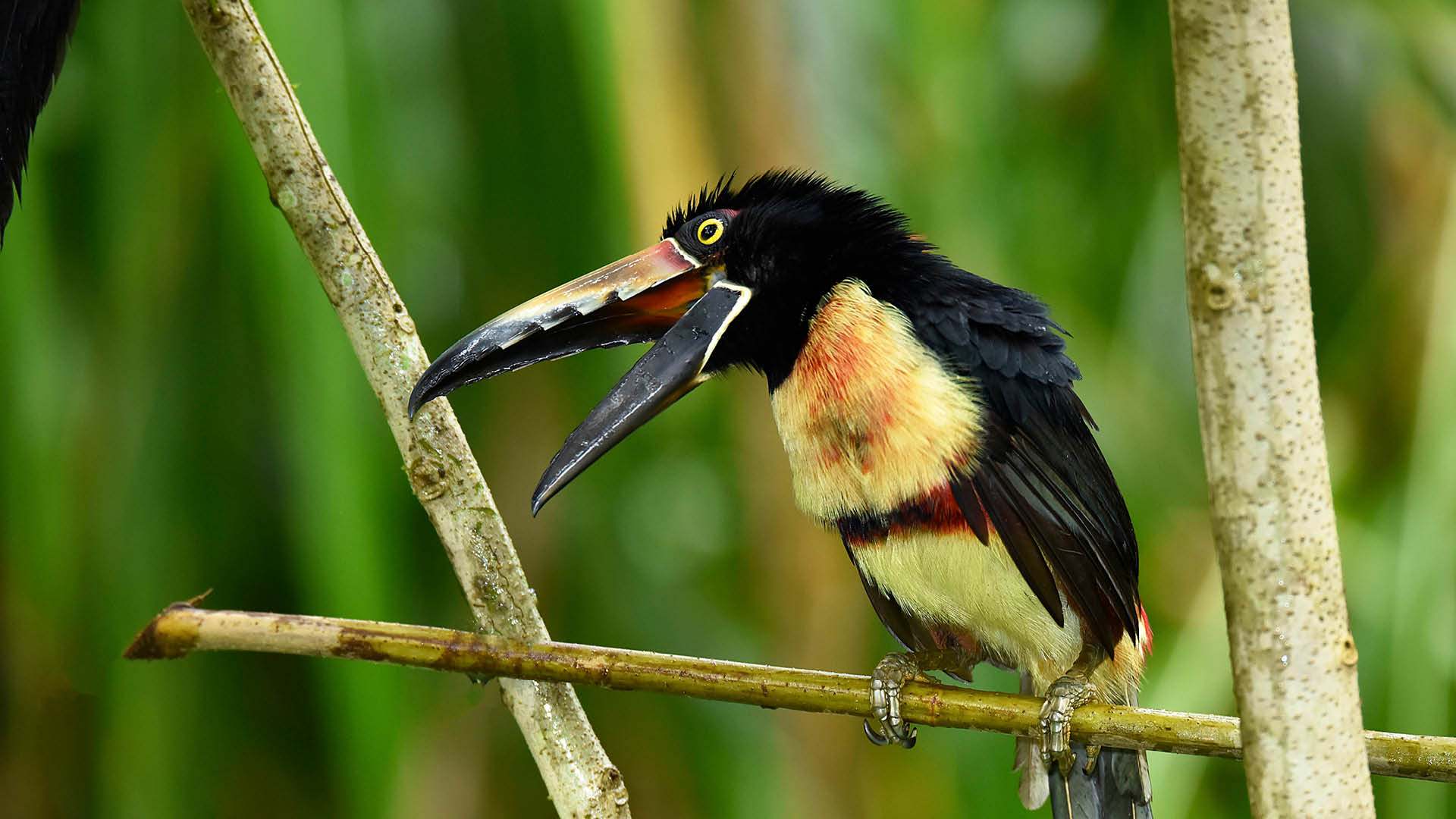 Chilamate Rainforest Ecolodge Retreat - aracari aracari sur sa branche et qui crie
