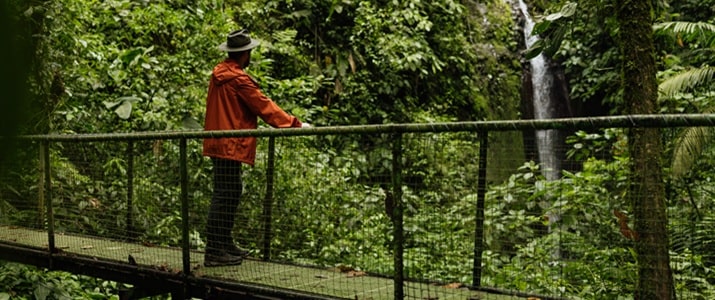 nature, pont, suspendu, randonnée
