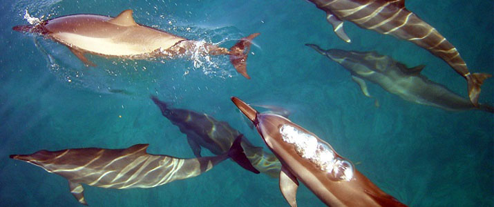 Aquacenter Diving dauphin