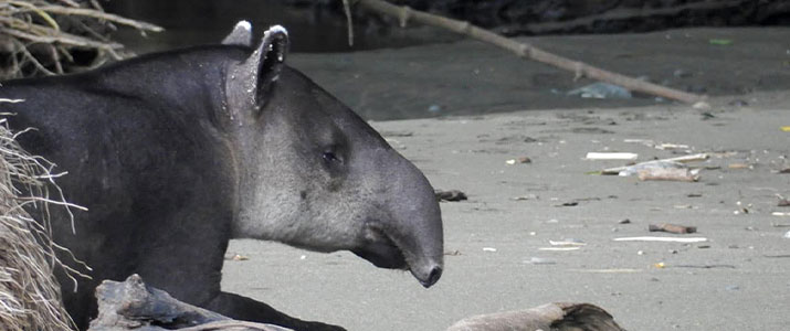 Osa Wild tapir tapir, animal, imposant, découverte