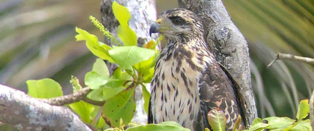 Osa Wild chouette chouette, oiseau