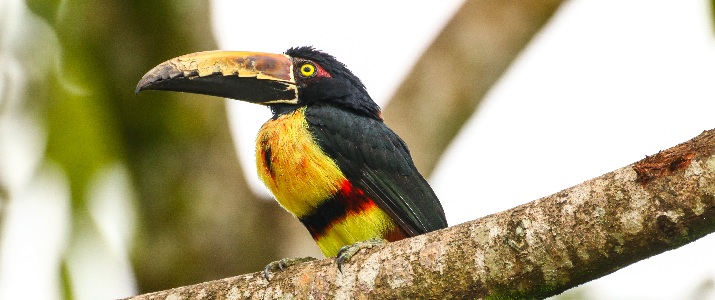 Toucan, oiseau, nature, arbre, foret, animal