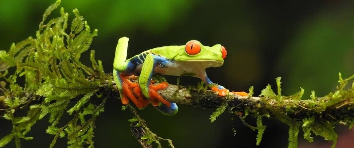 Grenouille, jungle, foret, animal, amphibien, branche, mousse