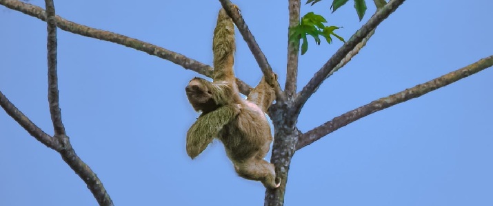 Paresseux, sauvage, animal, mammifère, arbre, nature