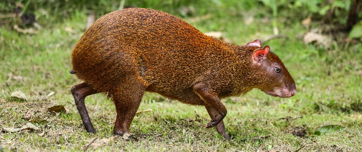 Agouti, mammifère, sauvage, nature, libre