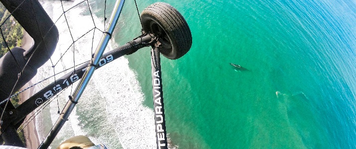 Vol en parapente Baleine, vol, paysage, animal, aventure, voyage
