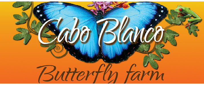 Cabo Blanco Butterfly Farm Cabo Blanco Butterfly Farm papillon