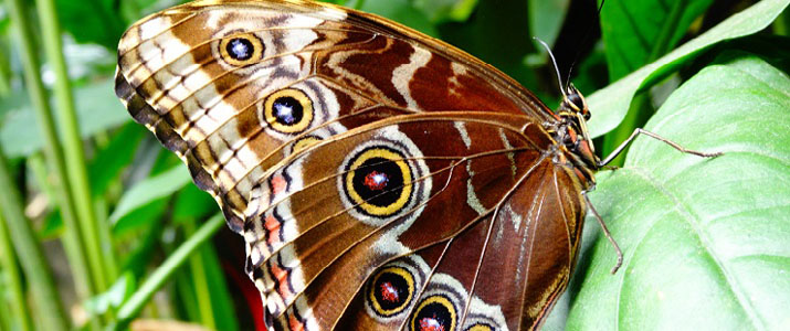 Cabo Blanco Butterfly Farm Cabo Blanco Butterfly Farm papillon
