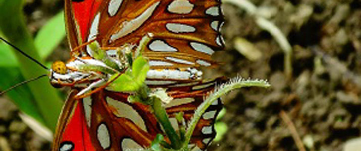 Cabo Blanco Butterfly Farm Cabo Blanco Butterfly Farm papillon
