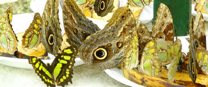 Cabo Blanco Butterfly Farm Cabo Blanco Butterfly Farm papillon