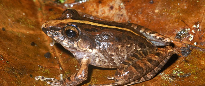 Arenal Oasis Ecolodge grenouille