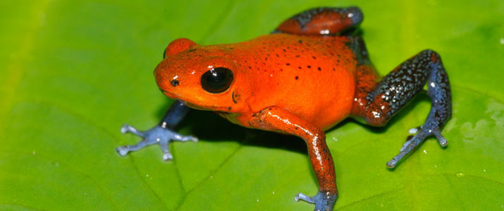 Arenal Oasis Ecolodge grenouille couleur