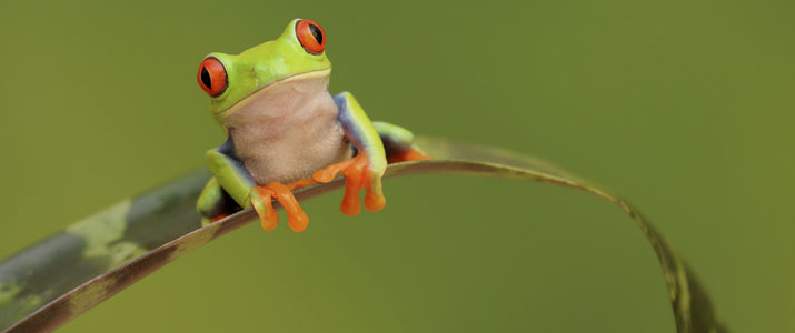 Arenal Oasis Ecolodge grenouille yeux rouges