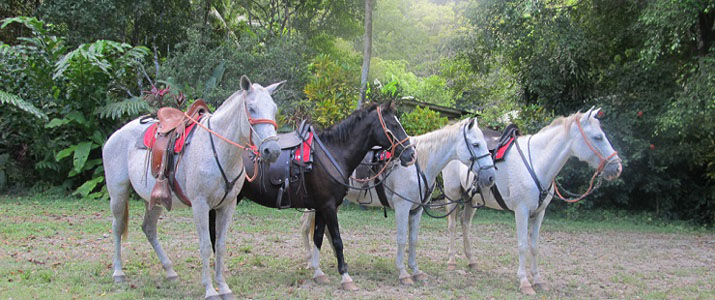 Star Mountain Jungle Lodge cheval balade