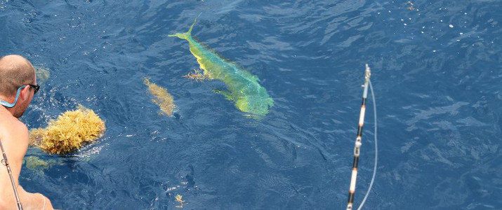 Yellowfin Sportfishing