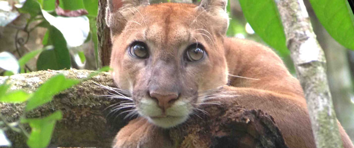 Corcovado Expedition Corcovado Expedition felin