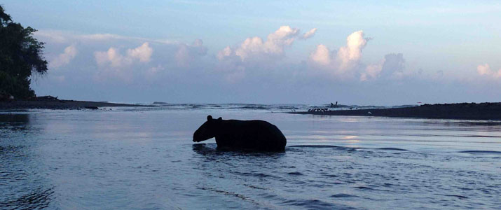 Corcovado Expedition Corcovado Expedition plage