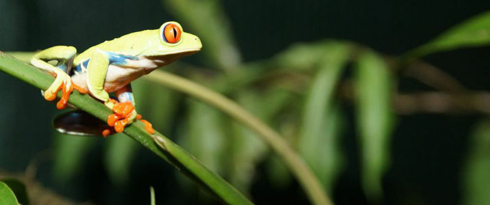 Rainforest Adventures Atlantic grenouille