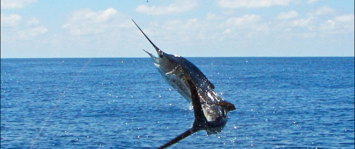 Tamarindo Sport Fishing pêche espadon