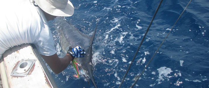 Tamarindo Sport Fishing pêche bateau