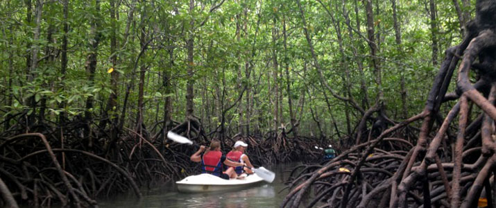 Osa Services 3 Alt kayak mangrove