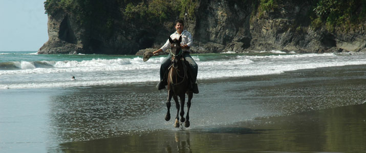 Titre 2 Alt 2 cheval