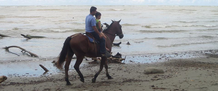 Titre 3 Alt 3 cheval