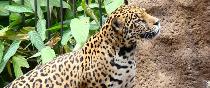 Waterfall La Paz jaguar