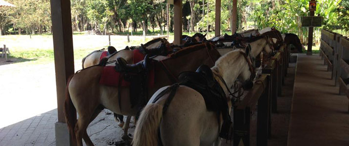 Rancho La Merced cheval