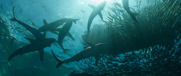 The Zancudo Lodge Tour The Zancudo Lodge Tour requins pêche sportive plongee
