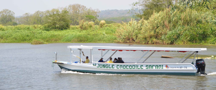 Jungle Crocodile Safari crocodile