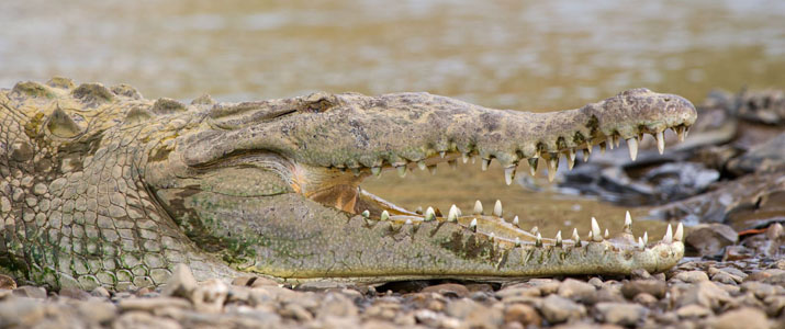 Jungle Crocodile Safari crocodile