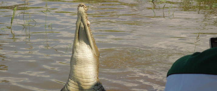 Jungle Crocodile Safari crocodile