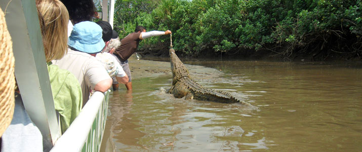 Jungle Crocodile Safari crocodile