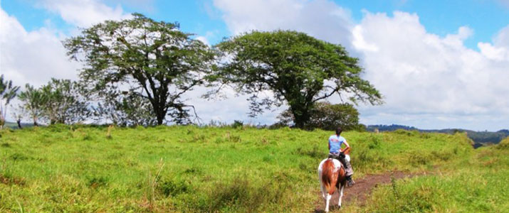 Hacienda Nosavar cheval