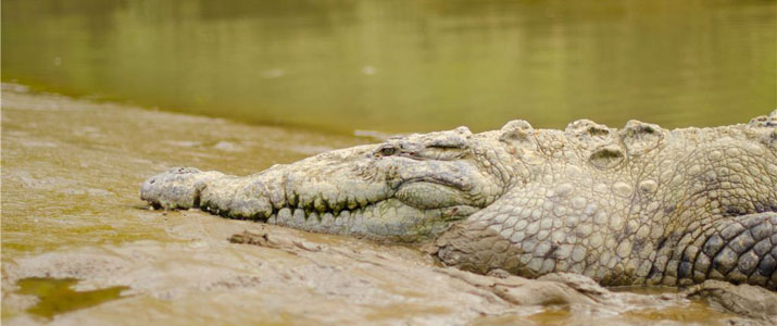 Hacienda Nosavar crocodile