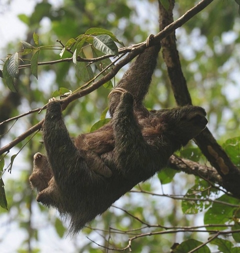 Faune et flore, animaux du costa rica, amphibiens, mammifère, espèces 