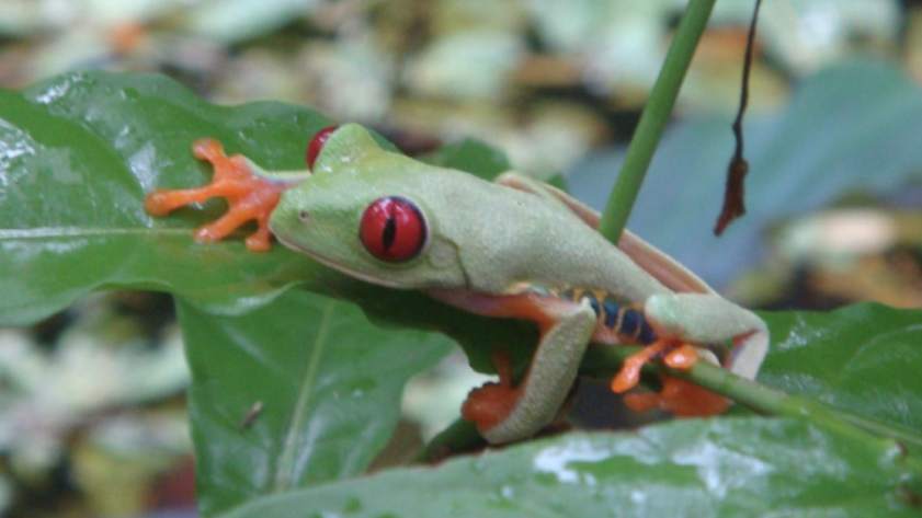 Grenouille yeux rouge Costa Rica