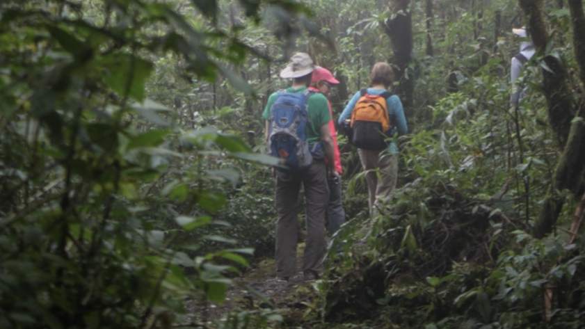 Jungle costa rica