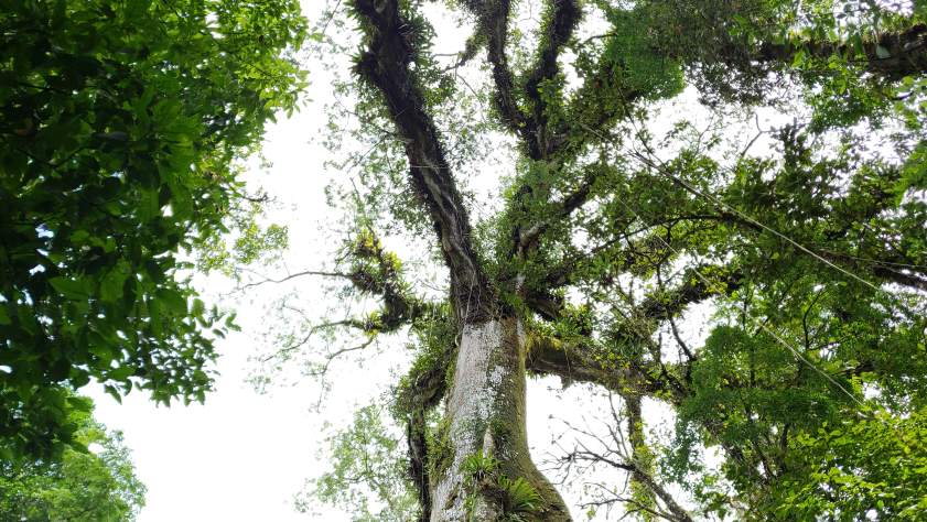 Arbol de la Paz Costa Rica