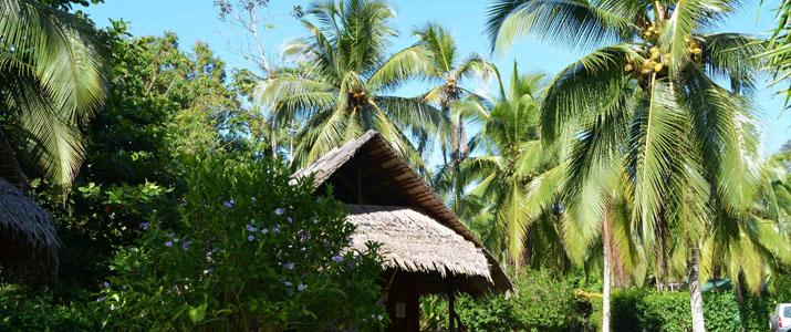 Jardin Coco loco lodge Caraïbes Sud Puerto viejo de Talamanca jardin