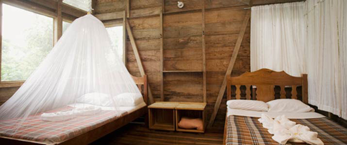 Rara Avis - Chambre Rara Avis Las Horquetas Braulio Carrillo Puerto Viejo de Sarapiqui Hotel Jungle Chambre