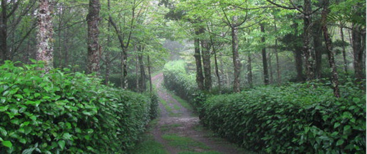 El Rincon de Gaetano