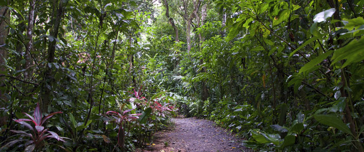 Playa Nicuesa Rainforest Lodge Hotel Pacifique Sud Costa Rica Nature Chemin