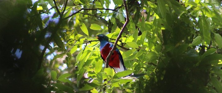 Talamanca Reserve san isidro del general san gerardo de rivas oiseau coloré bleu rouge jungle verdure