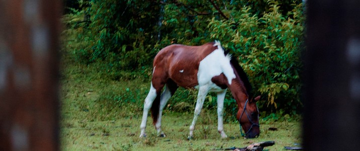 Hotel Rancho Cerro Azul La Fortuna cheval