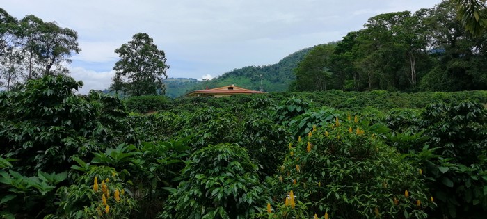 La Casona del Cafetal plantation de café Orosi Cachi