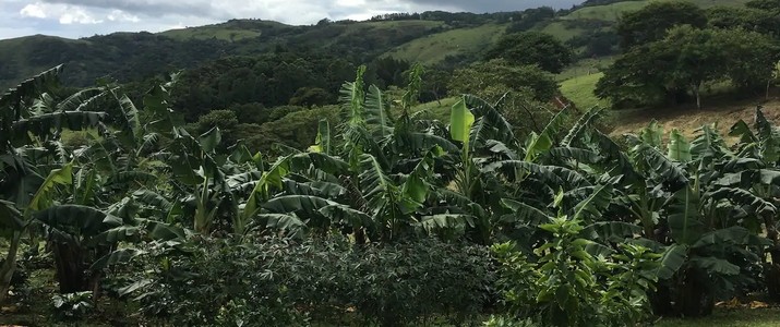 Monteverde Forest Hideaway